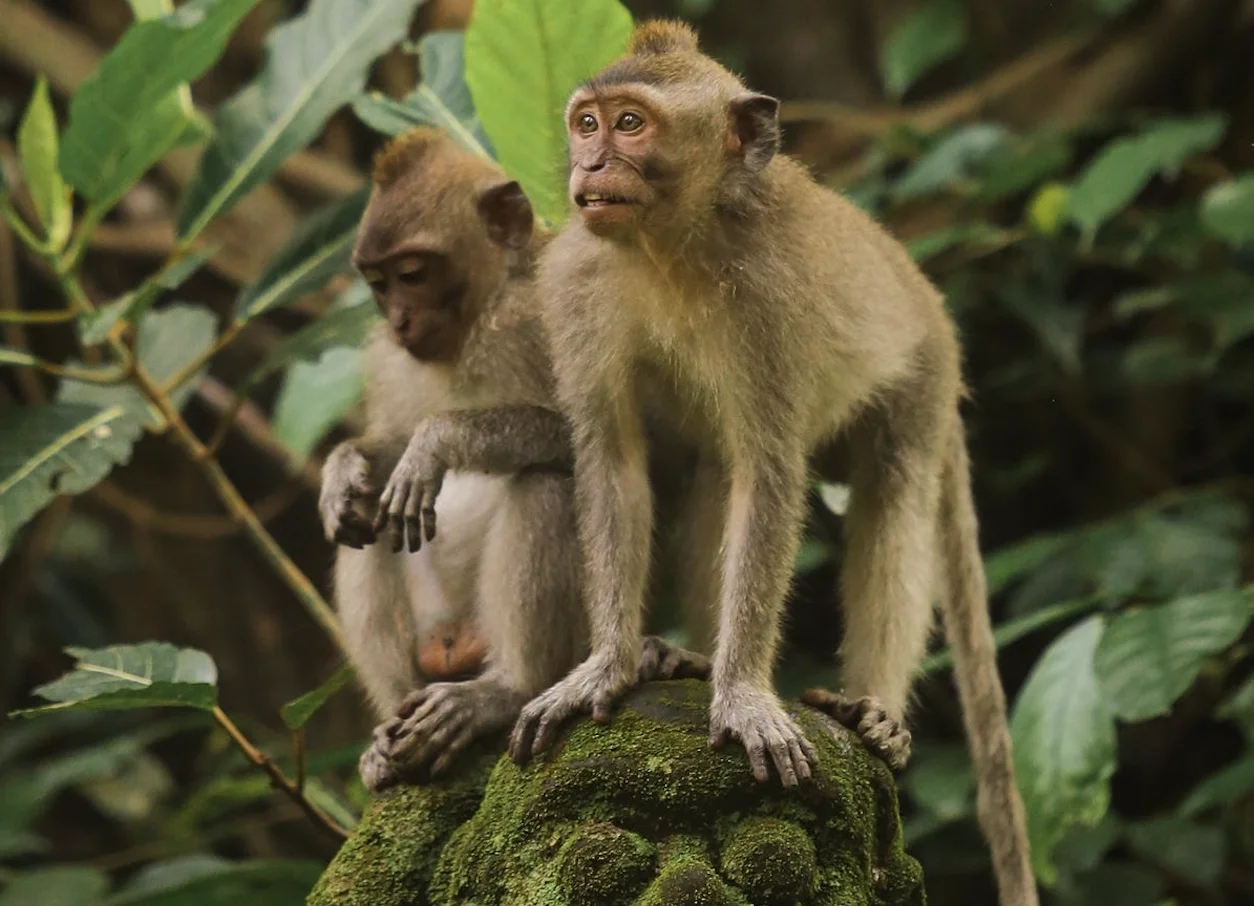 BALİ-GİLİ-UBUD (Kişiye Özel) fotoğrafı 9
